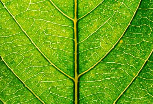 Savills Earth